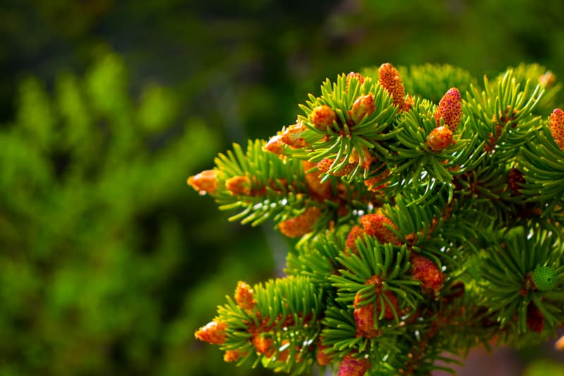 The beauties of nature as embodied by a pinecone branch